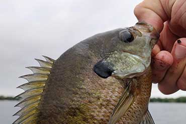 Bluegill fishing in KY