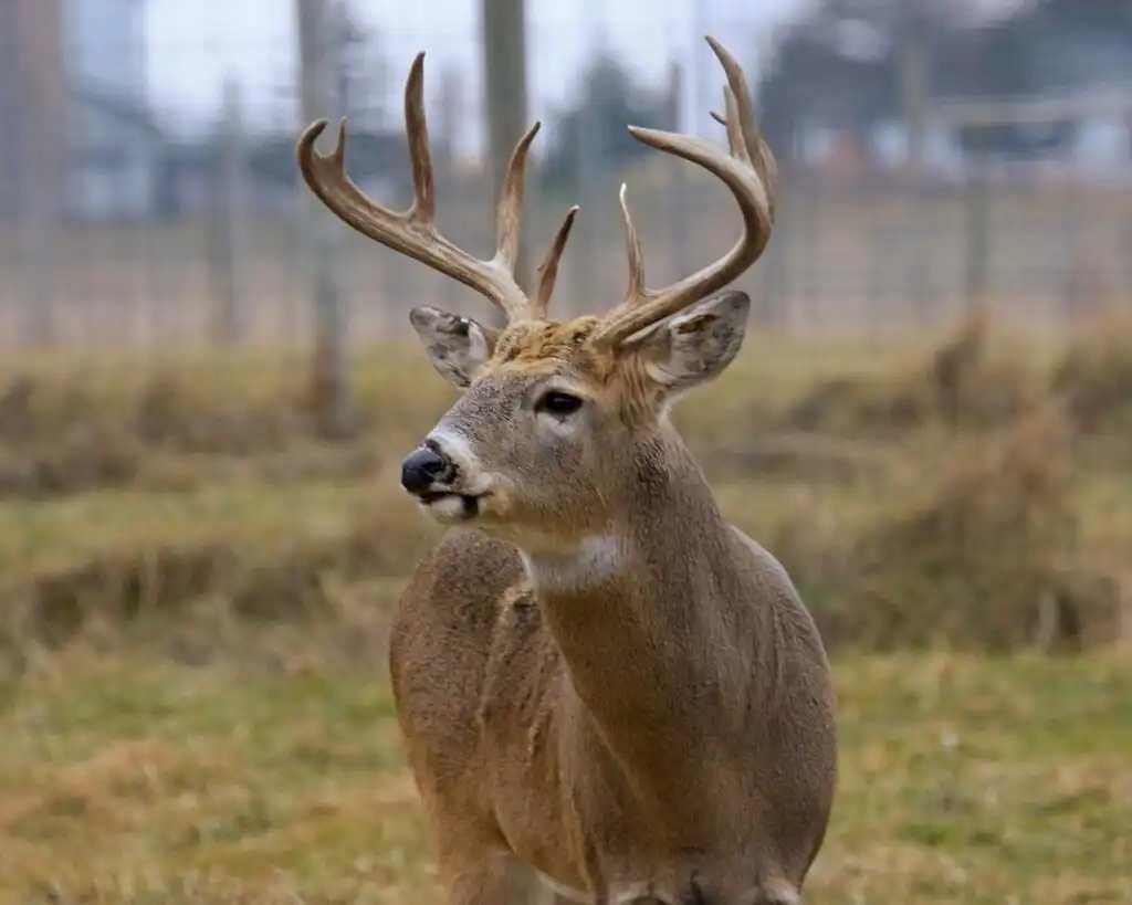 Whitetail Deer Hunting Monster Bucks in Kentucky