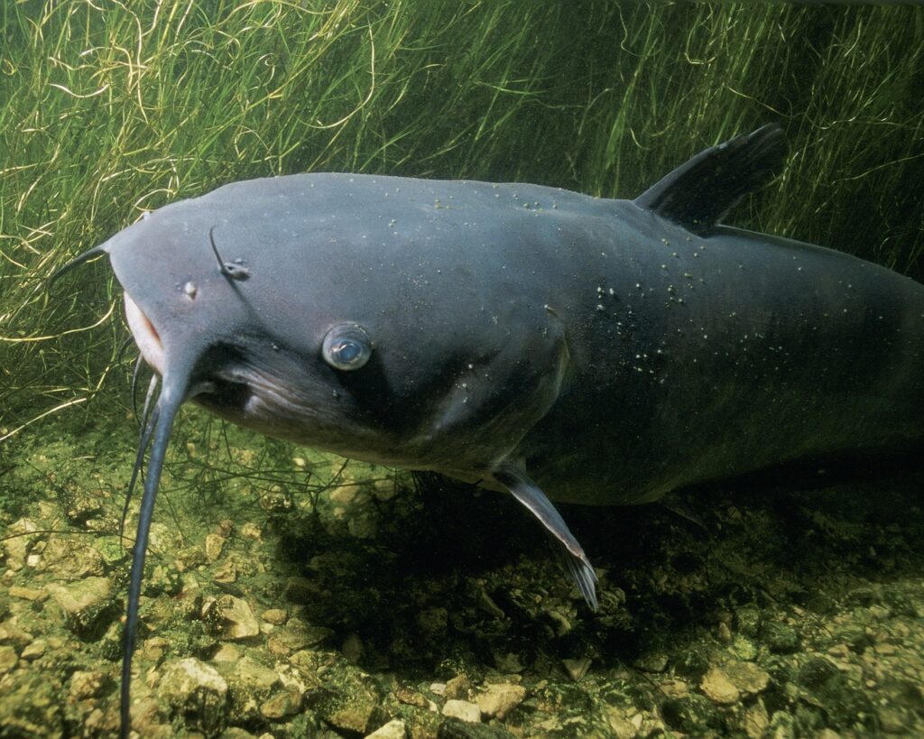 Catfish Fishing in Kentucky