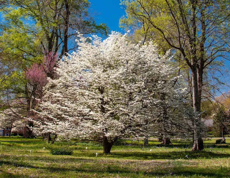 Dogwood Trail - Paducah KY