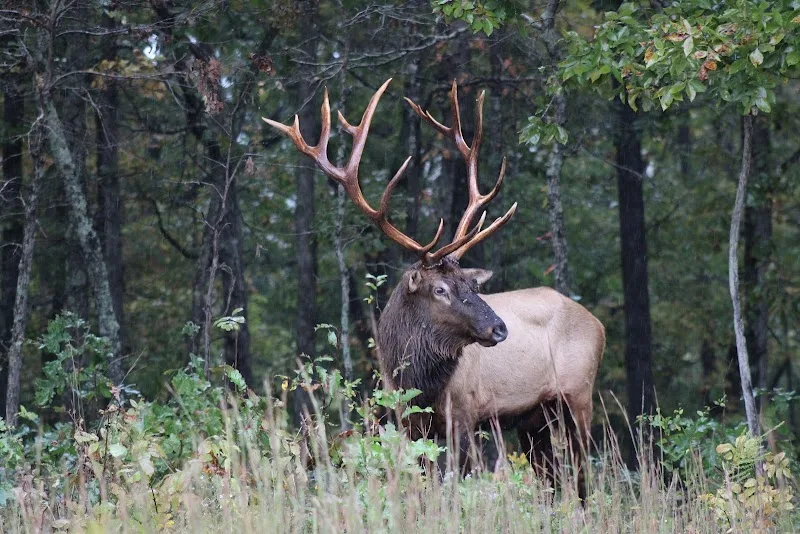 Elk & Bison Prairie