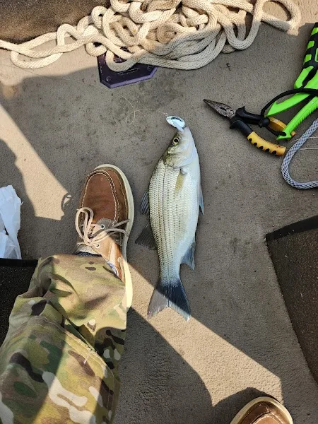 Tradewater Bait Inc
