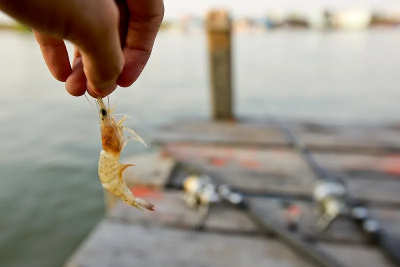Irvin Cobb Marina