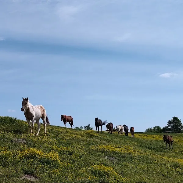 Dragonfly Ranch