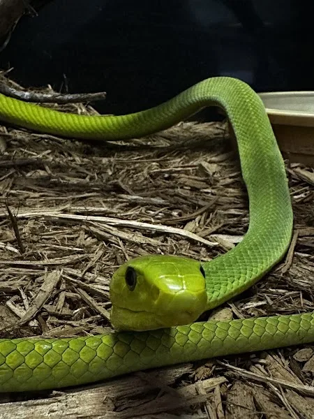 Kentucky Reptile Zoo