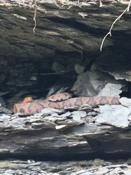 Copperhead Cove