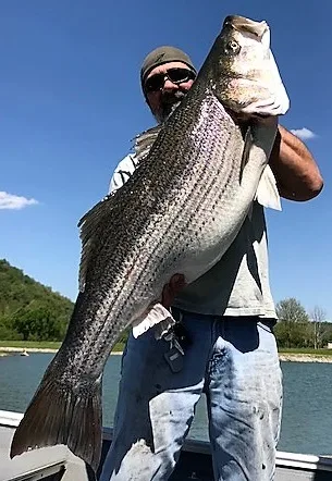 StriperFun Guide Service Lake Cumberland
